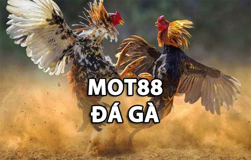 Nhà cái Mot88 đá gà online chất lượng nhất Việt Nam